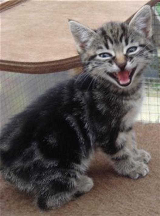 support us kitten